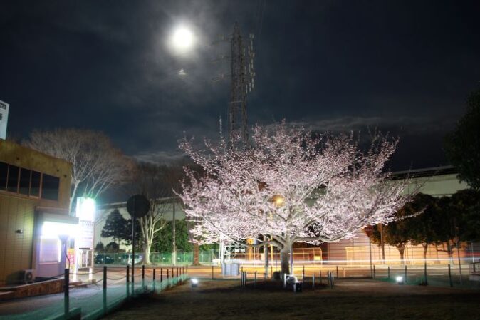 　県下一早い桧沢緑地公園の日立紅寒桜🌸